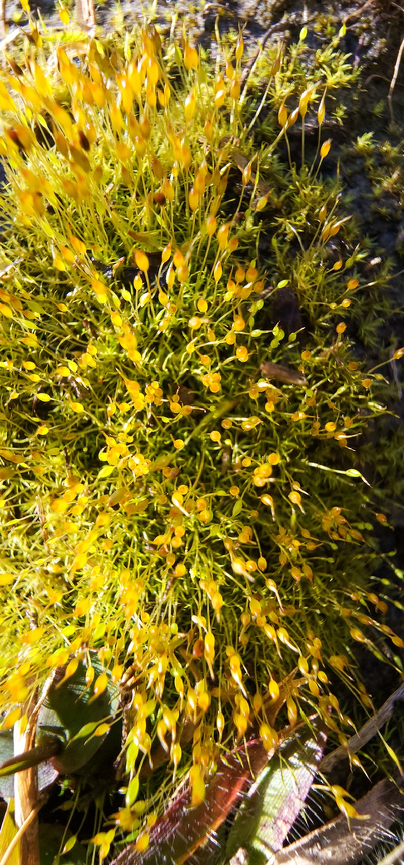 Controverial Weissia Moss photo 6
