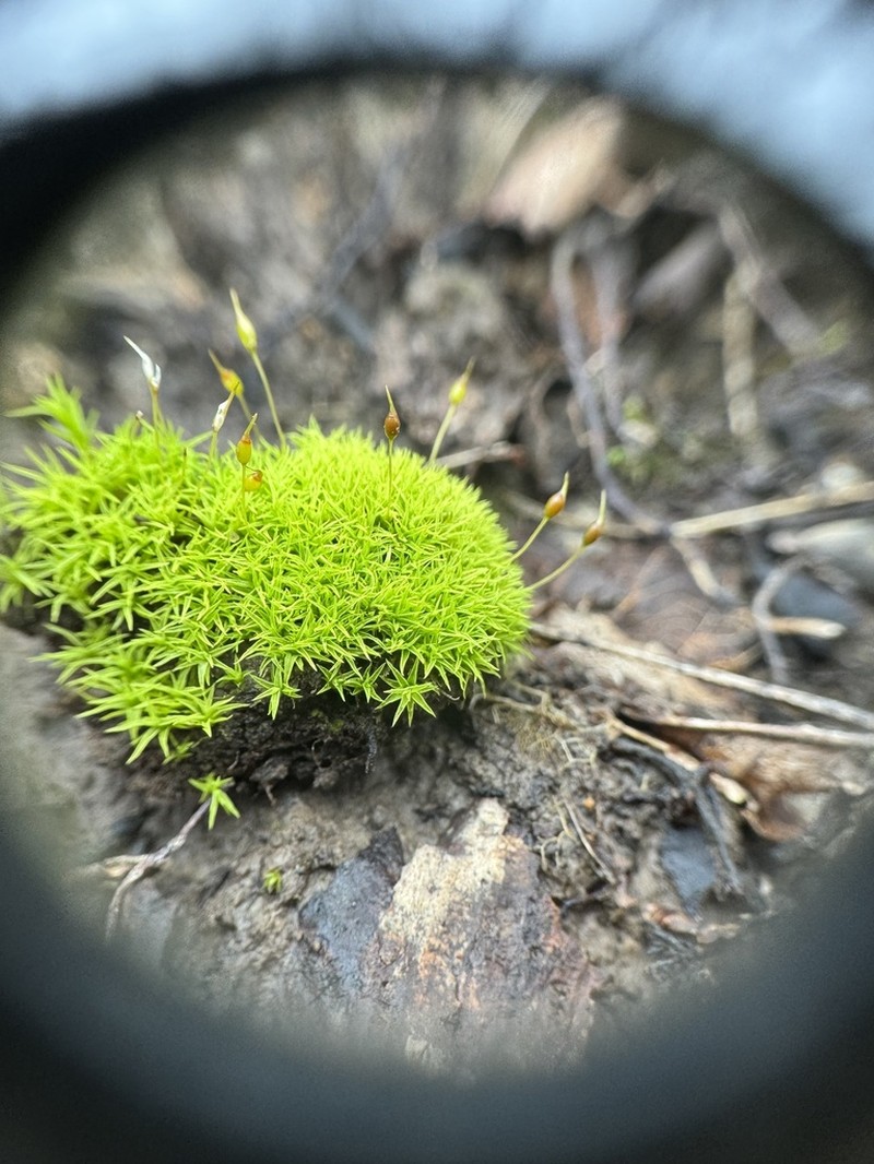 Controverial Weissia Moss photo 7