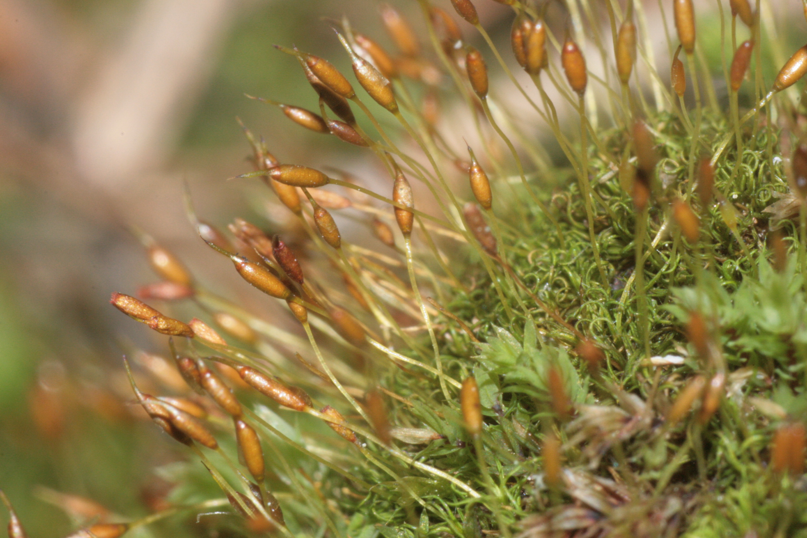 Controverial Weissia Moss