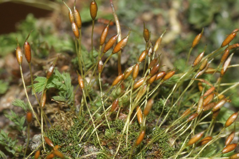 Controverial Weissia Moss photo 2