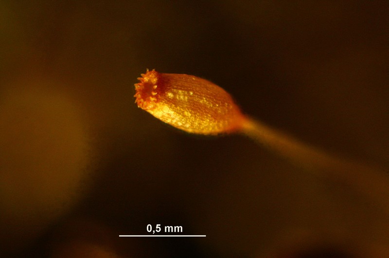 Controverial Weissia Moss photo 3
