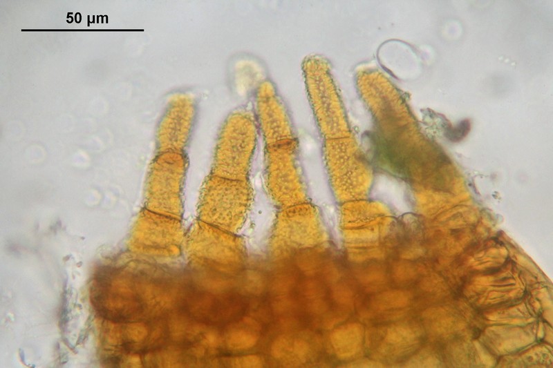 Controverial Weissia Moss photo 4