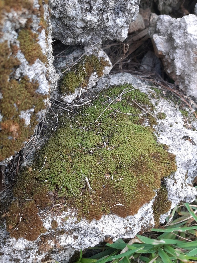 Jamaican Weissia Moss