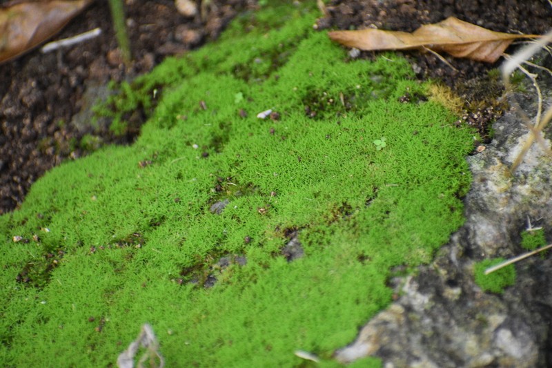 Jamaican Weissia Moss photo 2