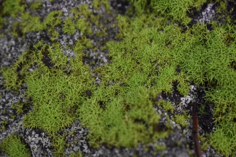 Jamaican Weissia Moss photo 3