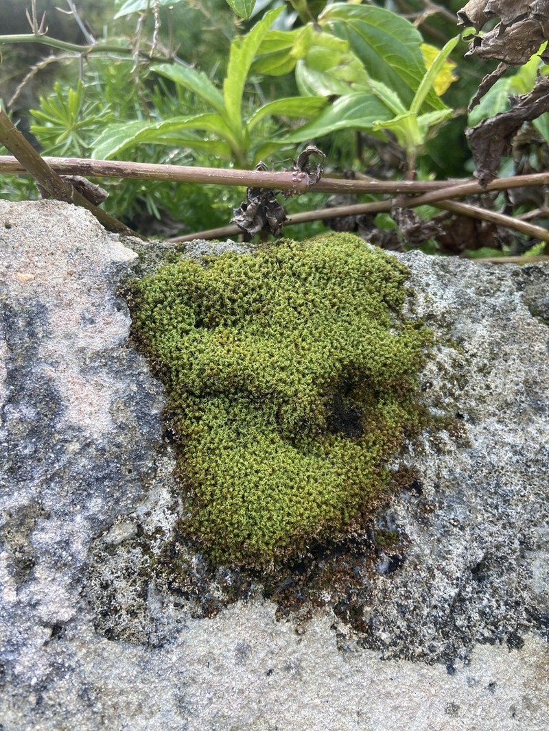 Jamaican Weissia Moss photo 4