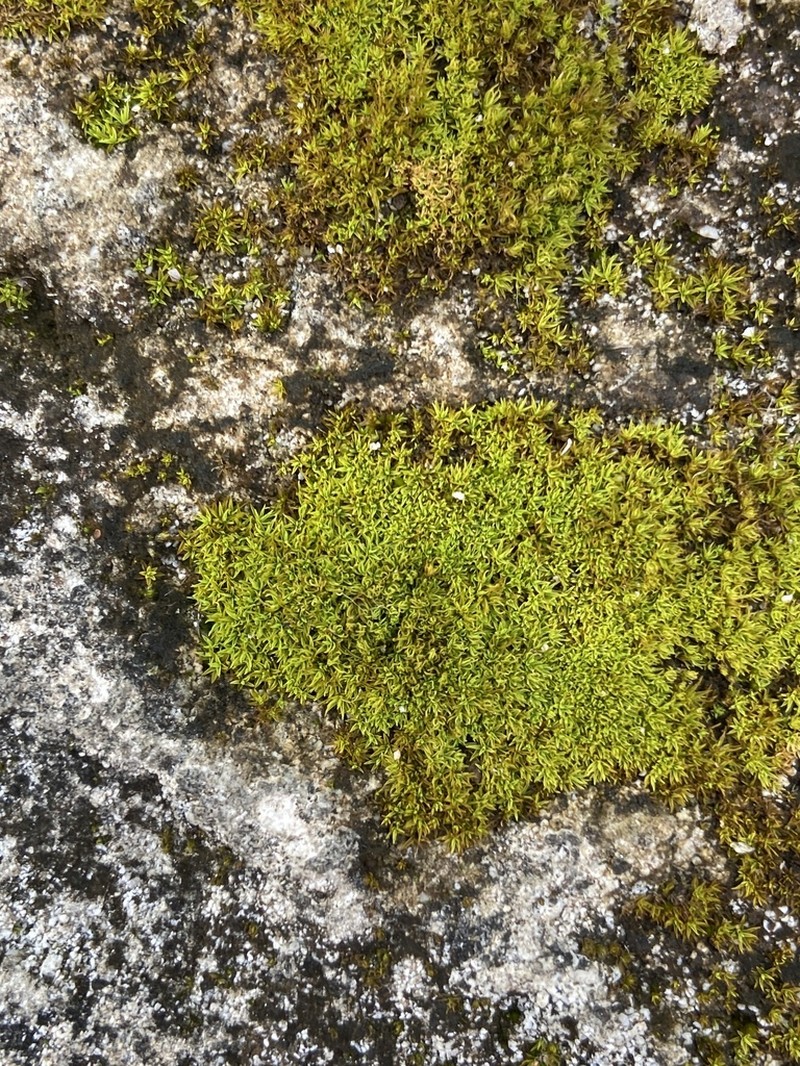 Jamaican Weissia Moss photo 5