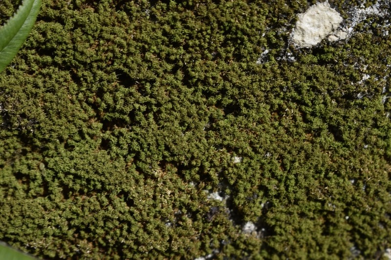 Jamaican Weissia Moss photo 6