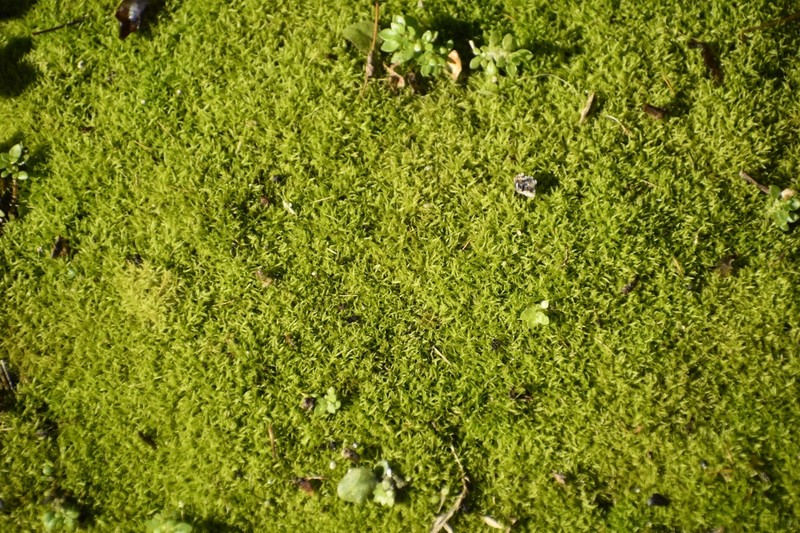 Jamaican Weissia Moss photo 7