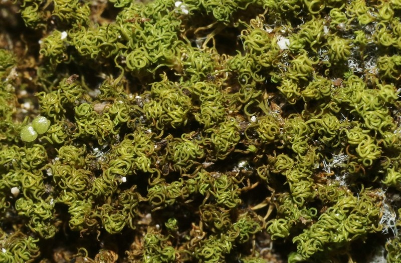 Jamaican Weissia Moss photo 8