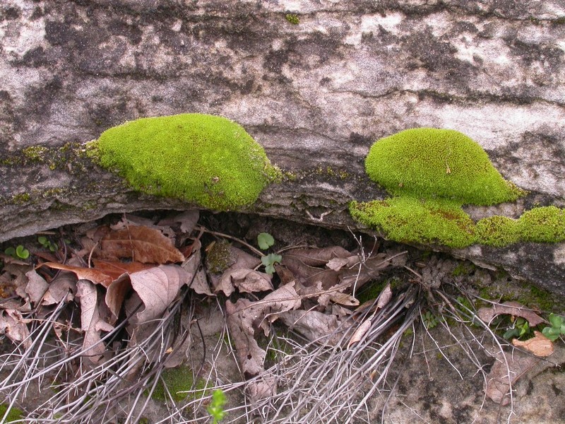 Sharp's Weissia Moss