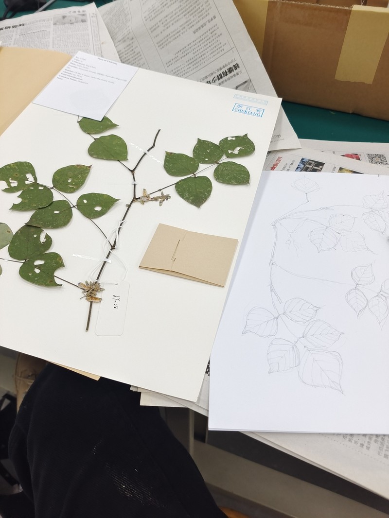 Weizhia pentaphylla photo 2