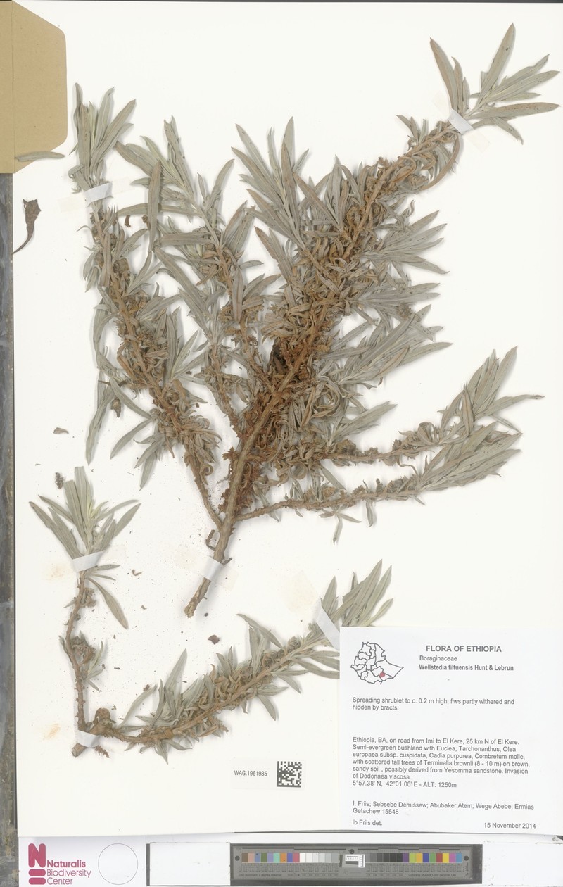 Wellstedia filtuensis