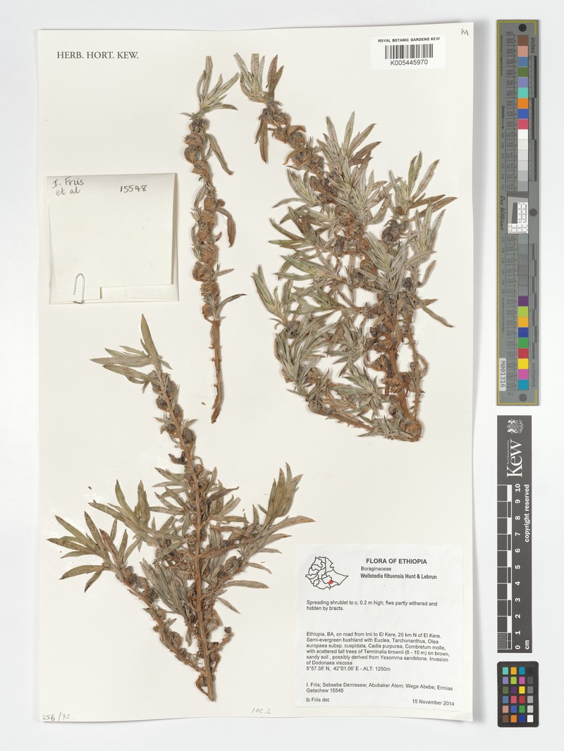 Wellstedia filtuensis photo 2