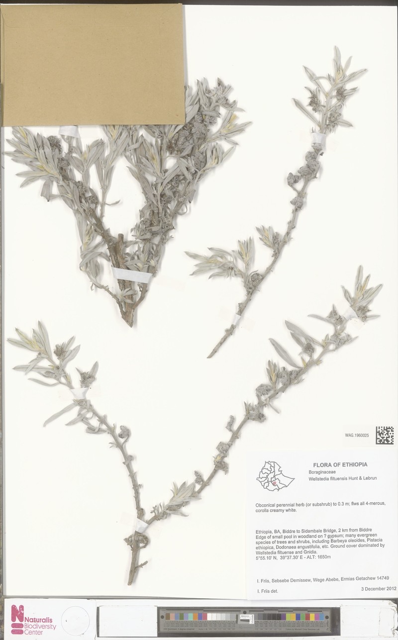 Wellstedia filtuensis photo 3