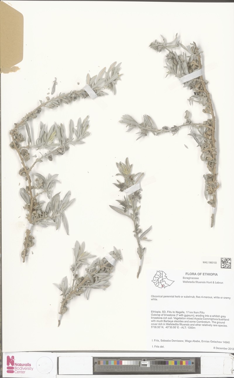 Wellstedia filtuensis photo 4