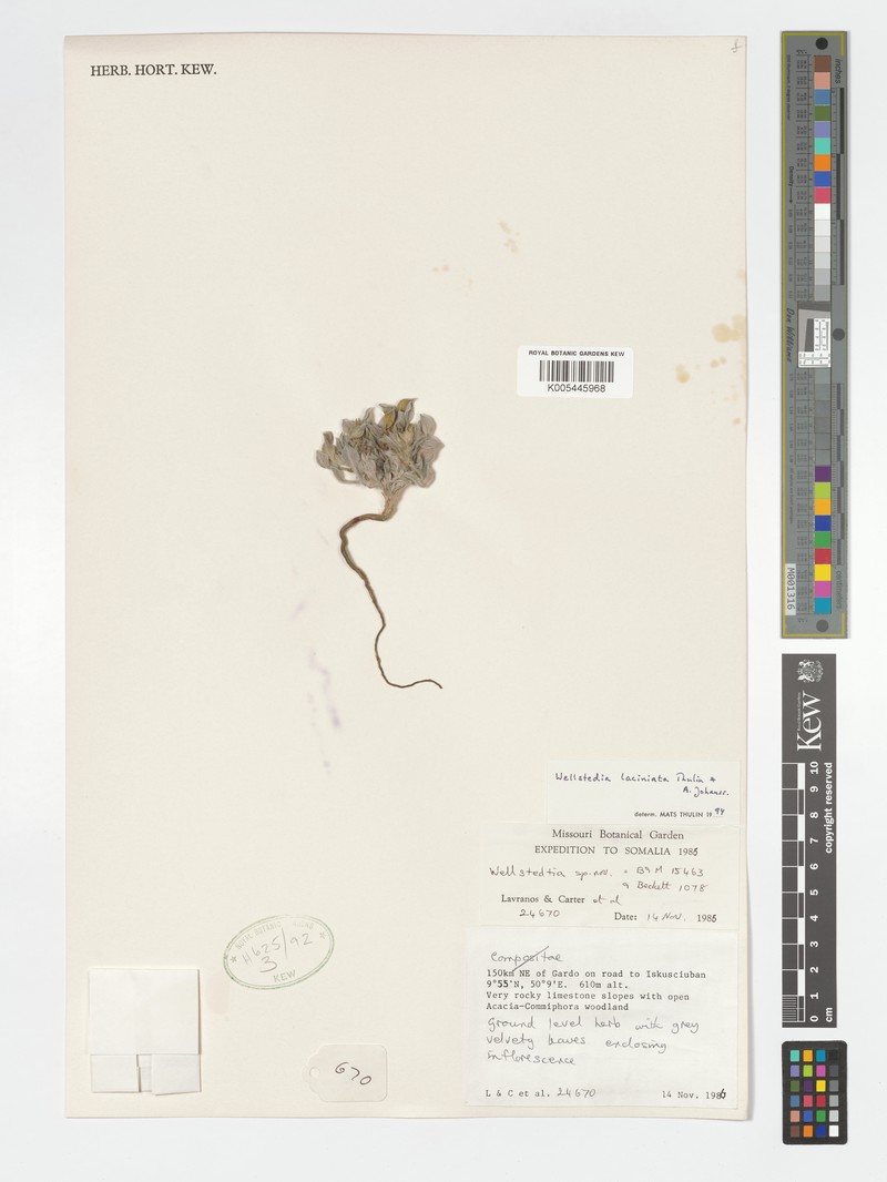 Wellstedia laciniata