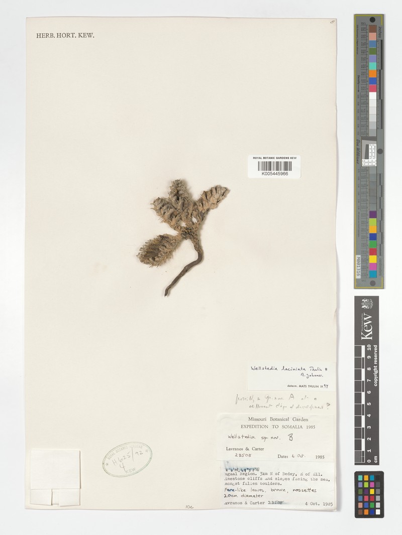 Wellstedia laciniata photo 2