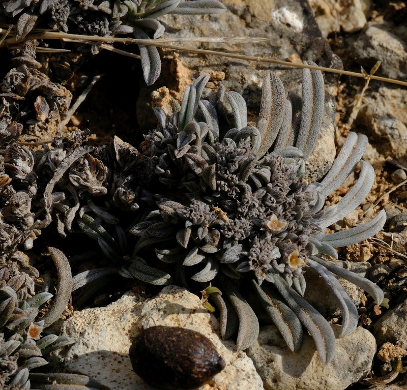 Wellstedia socotrana