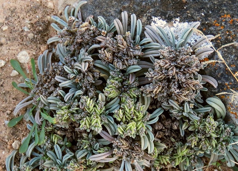 Wellstedia socotrana photo 3