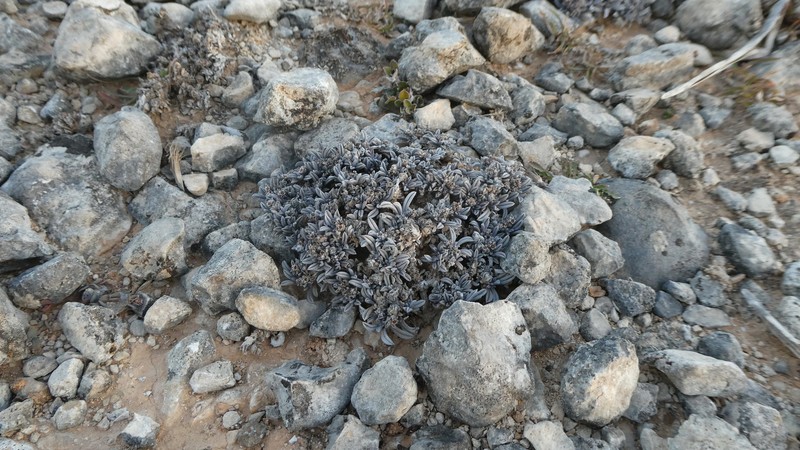 Wellstedia socotrana photo 6