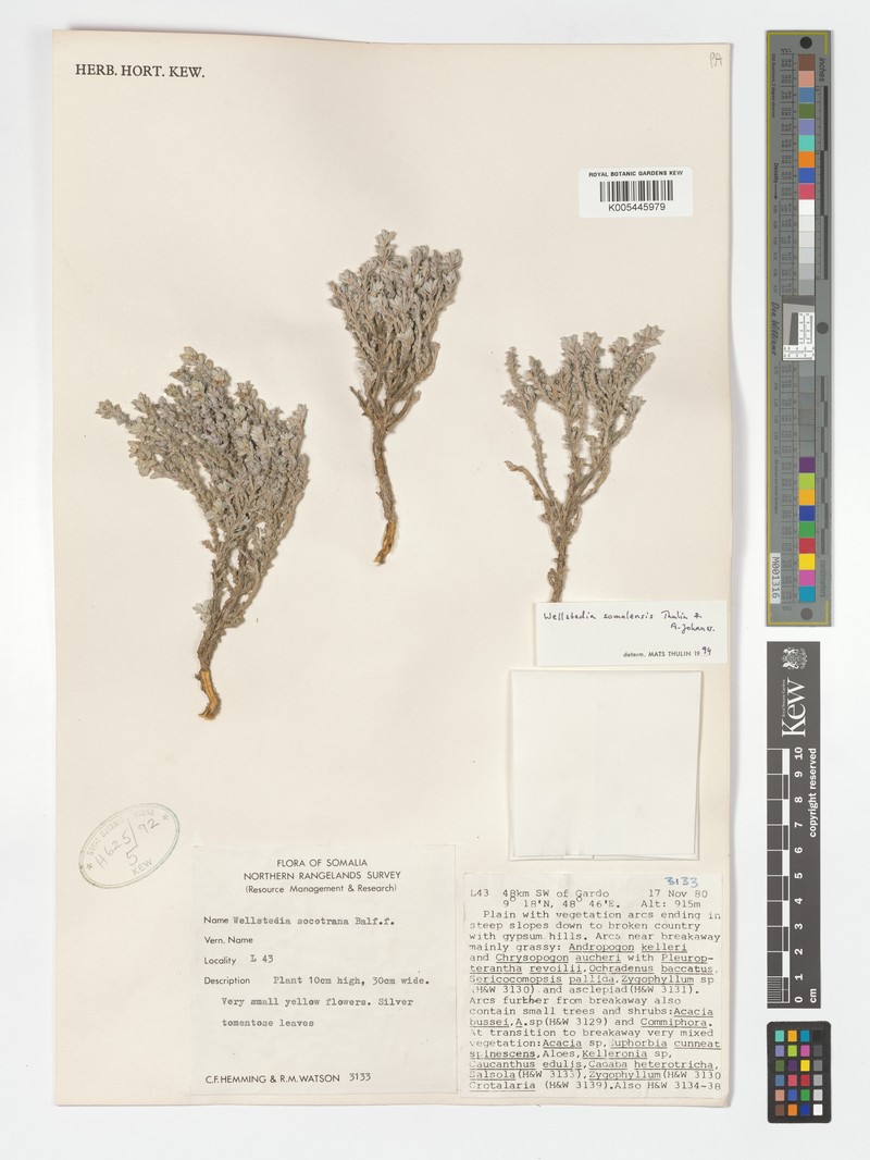Wellstedia somalensis
