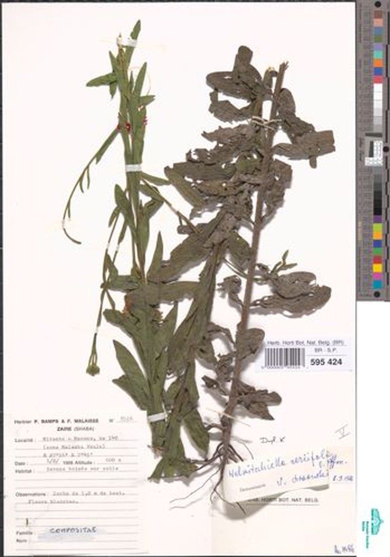Welwitschiella neriifolia