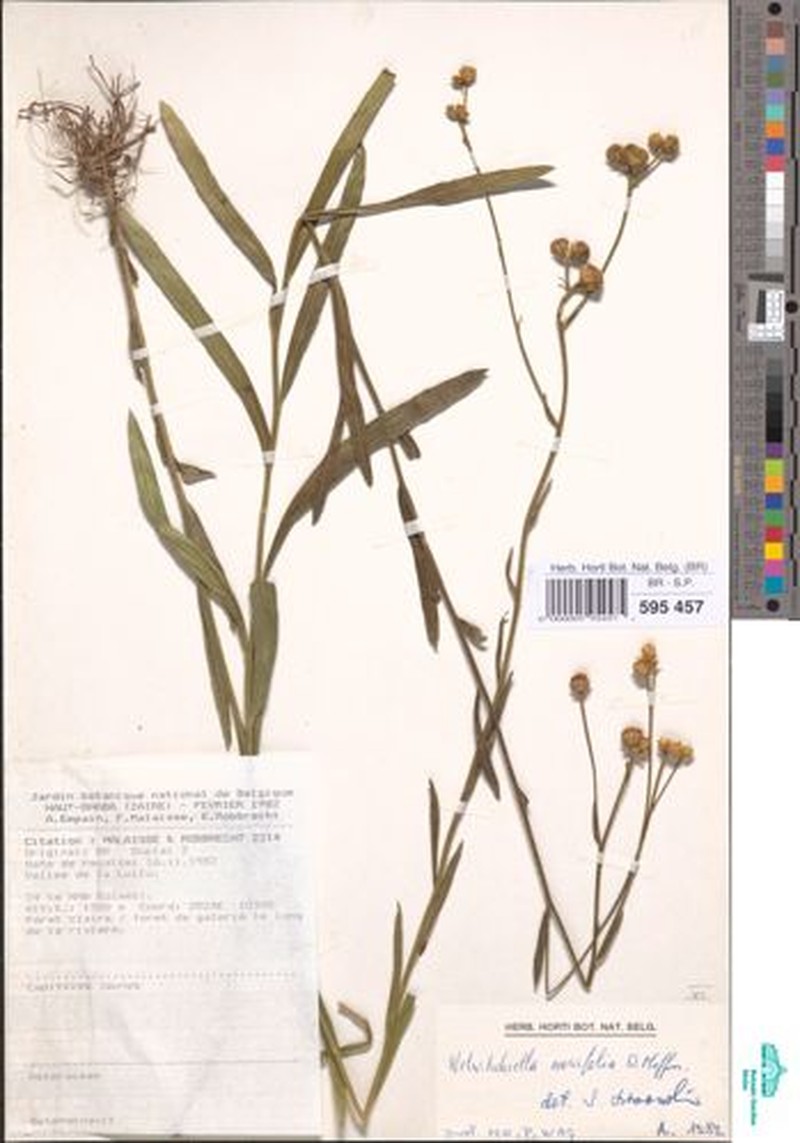 Welwitschiella neriifolia photo 2
