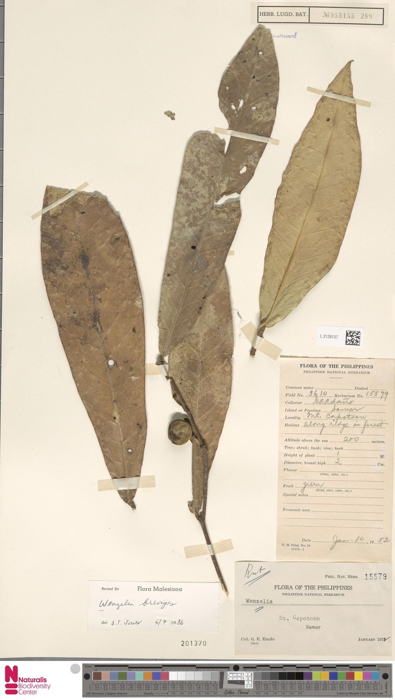 Wenzelia brevipes