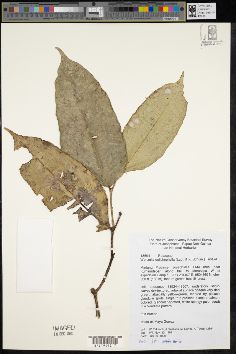 Wenzelia dolichophylla