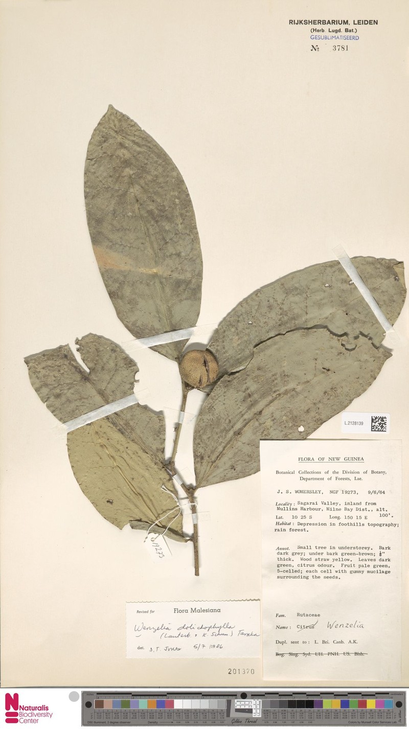 Wenzelia dolichophylla photo 2