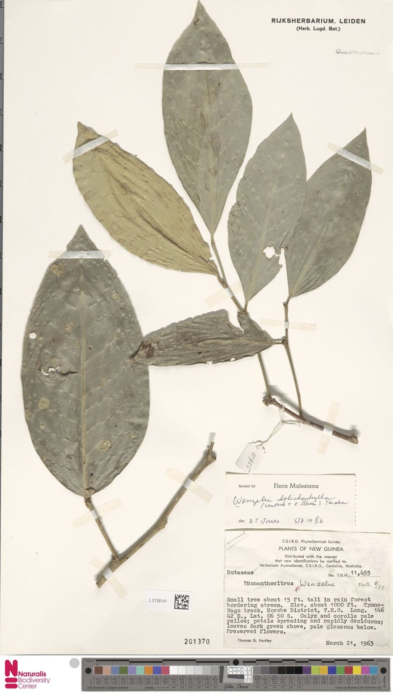 Wenzelia dolichophylla photo 3