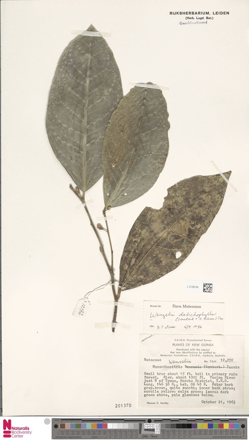 Wenzelia dolichophylla photo 4