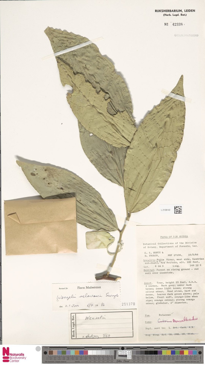Wenzelia melanesica