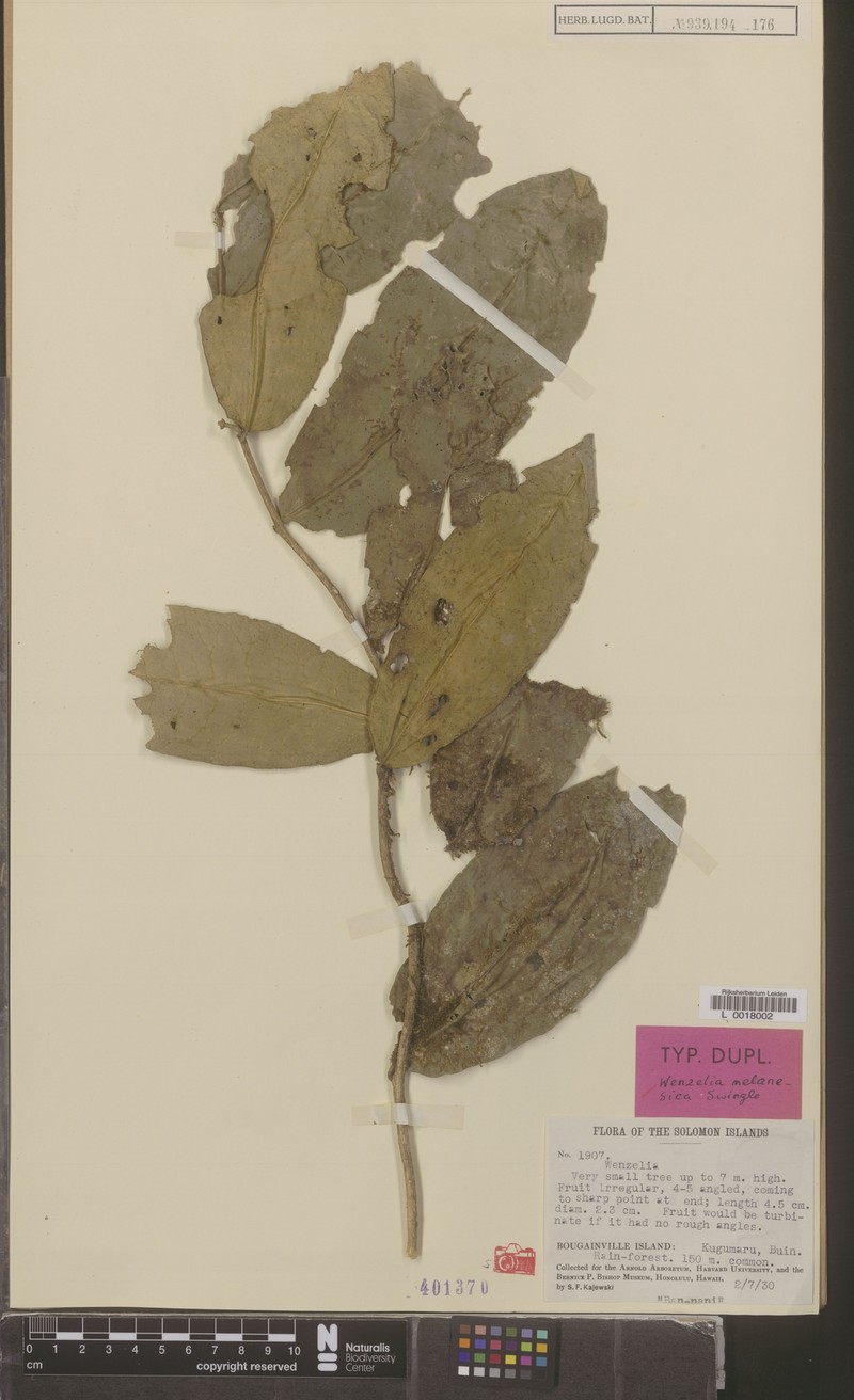 Wenzelia melanesica photo 2