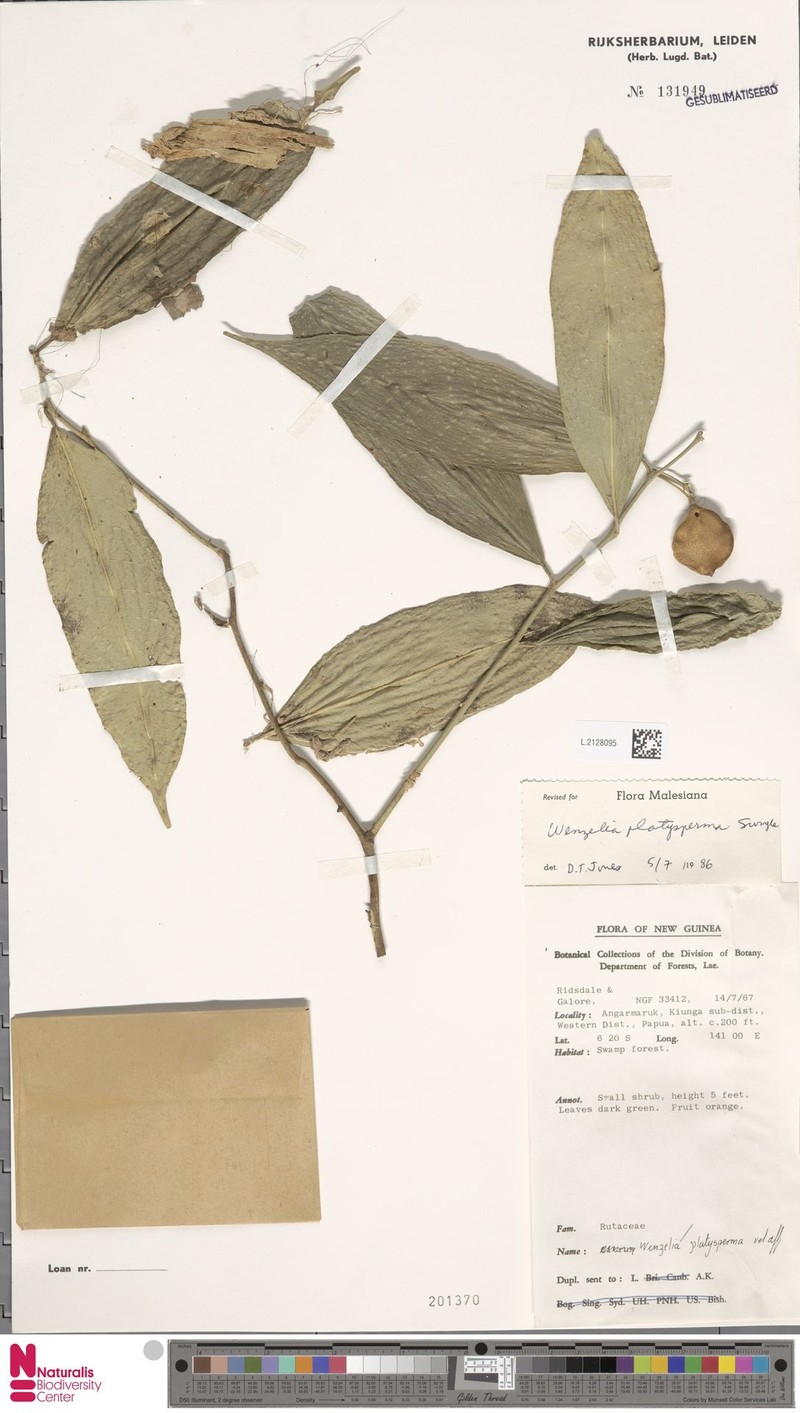 Wenzelia platysperma