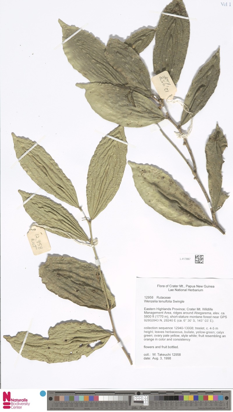 Wenzelia tenuifolia