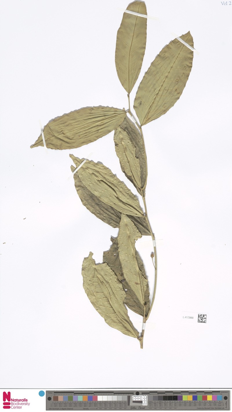 Wenzelia tenuifolia photo 2