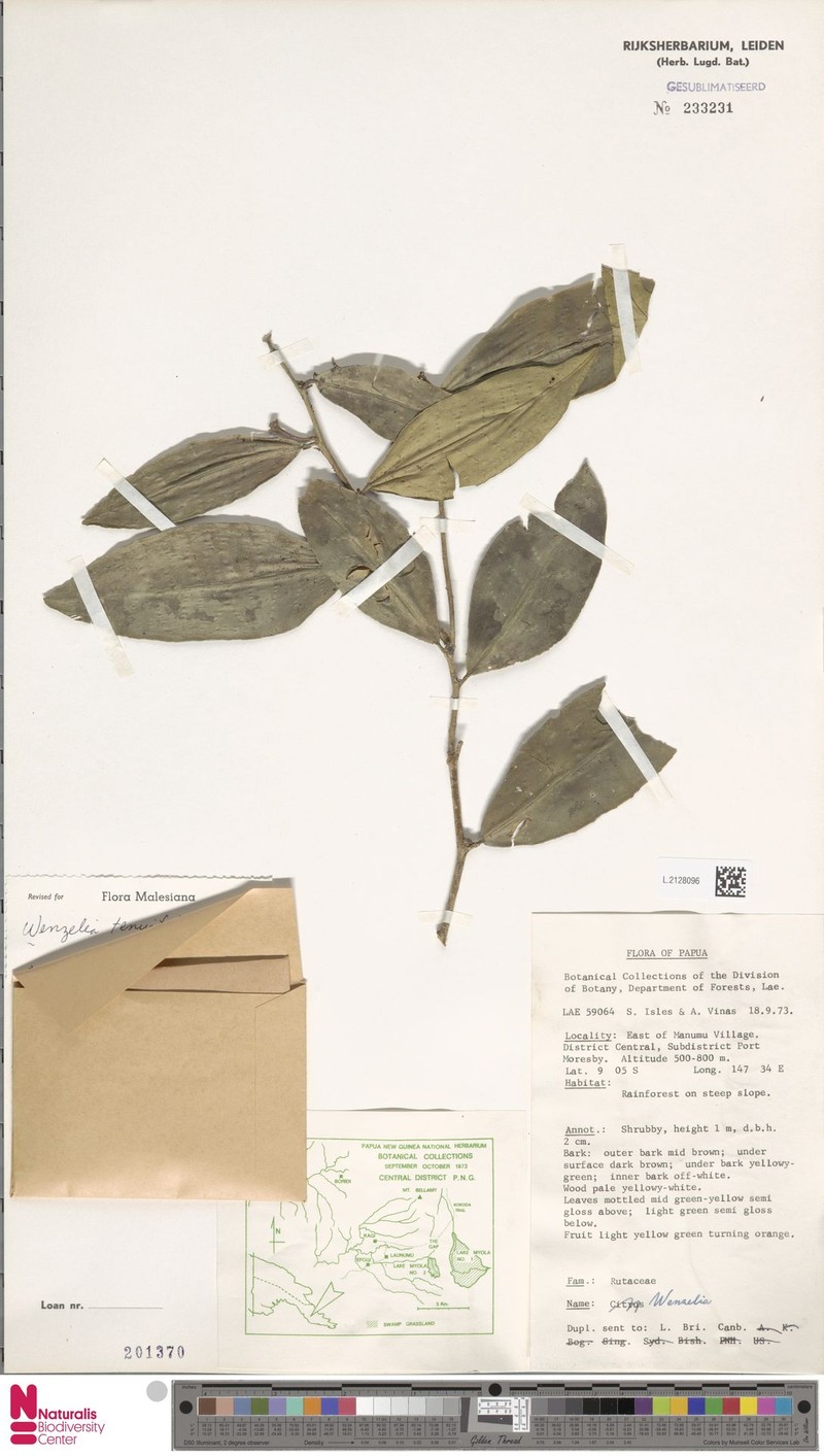 Wenzelia tenuifolia photo 3
