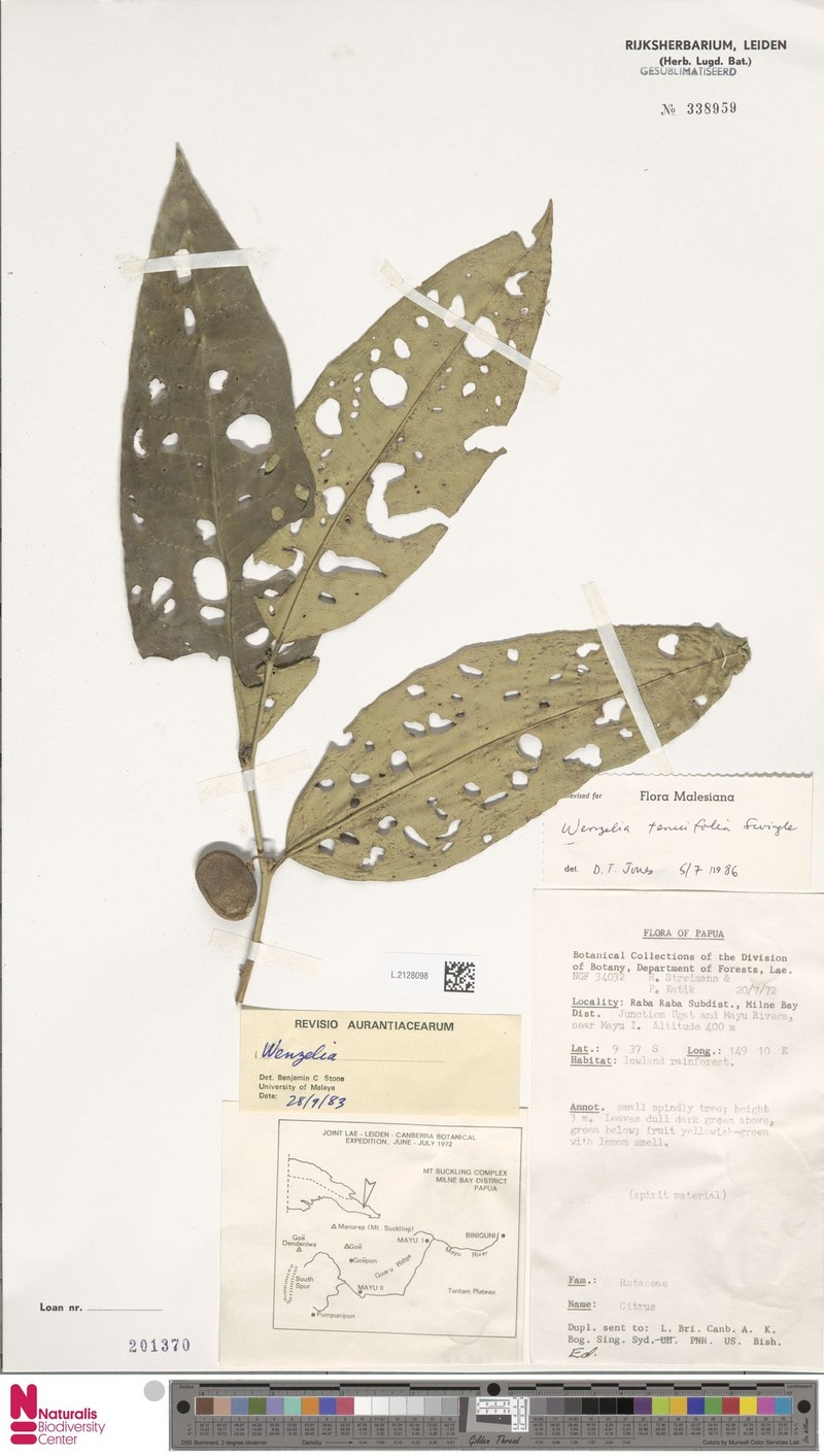 Wenzelia tenuifolia photo 4