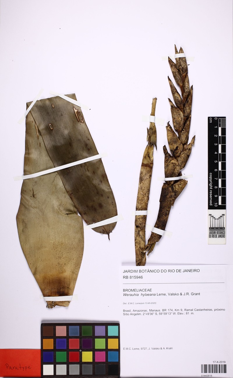Werauhia hylaeana
