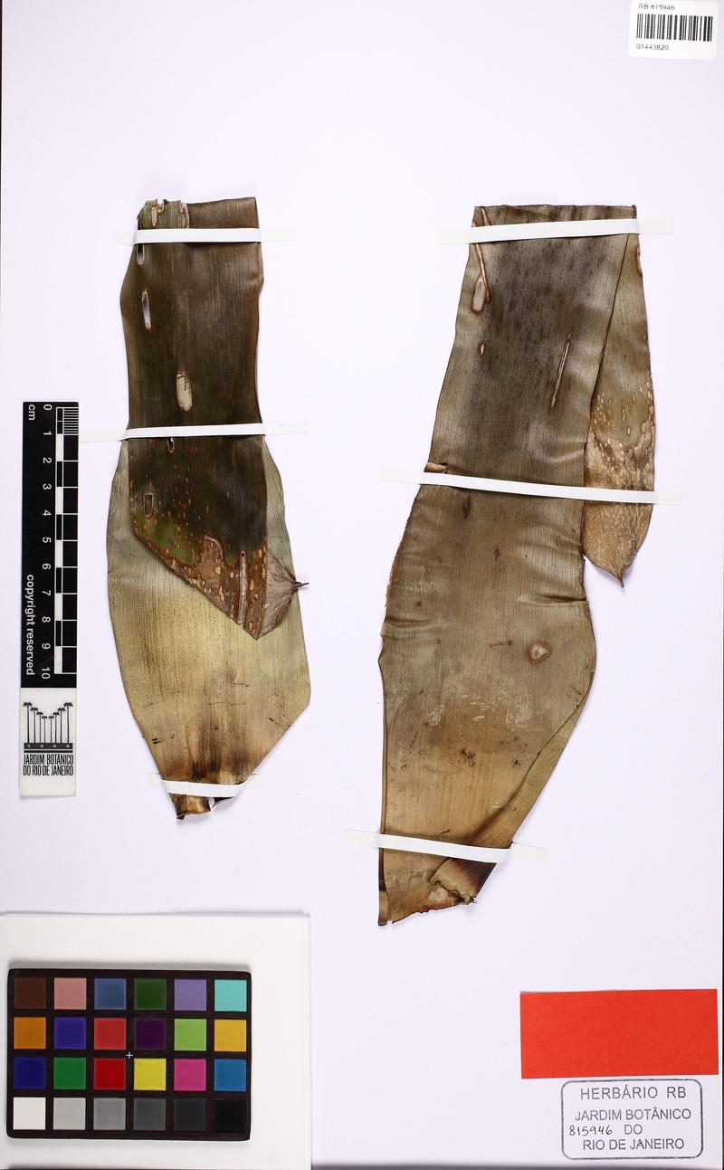 Werauhia hylaeana photo 2