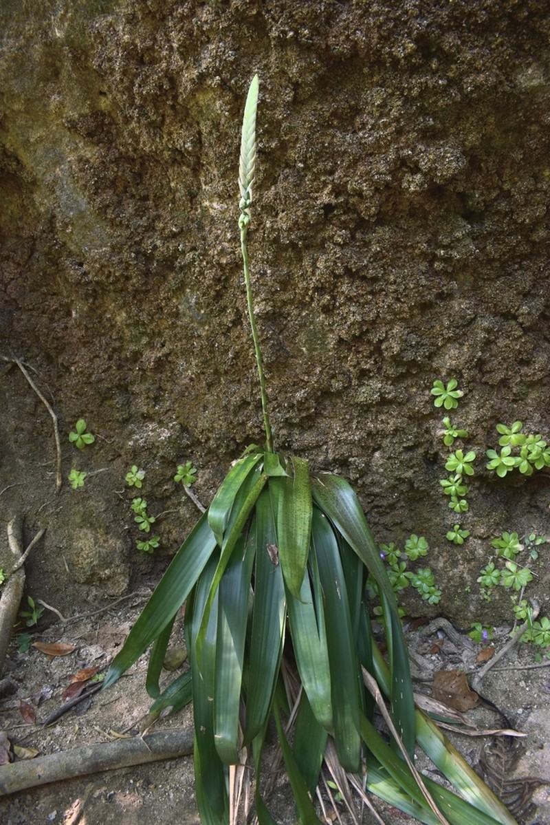 Werauhia maculata
