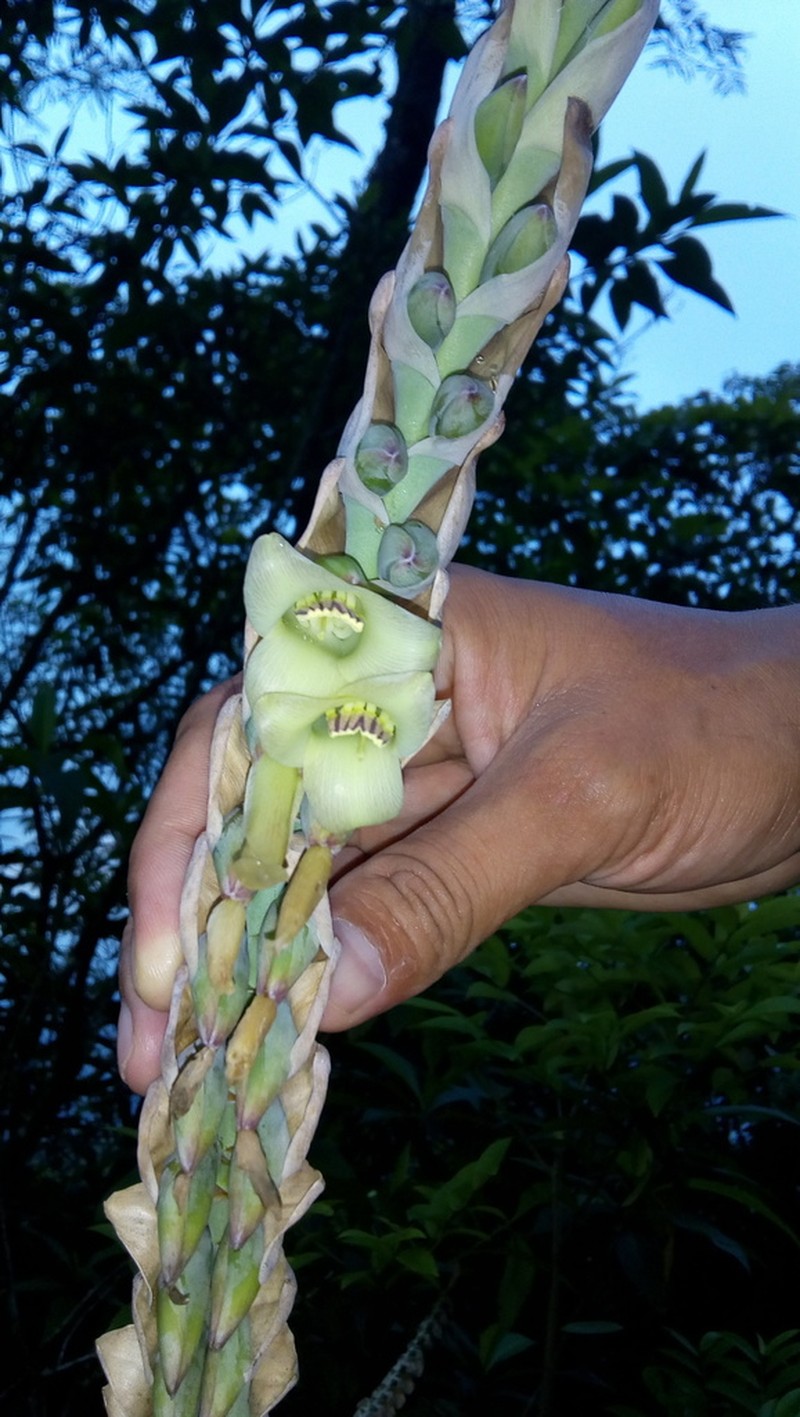 Werauhia maculata photo 2