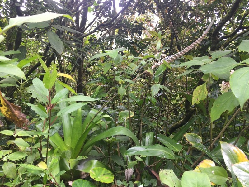 Werauhia maculata photo 3