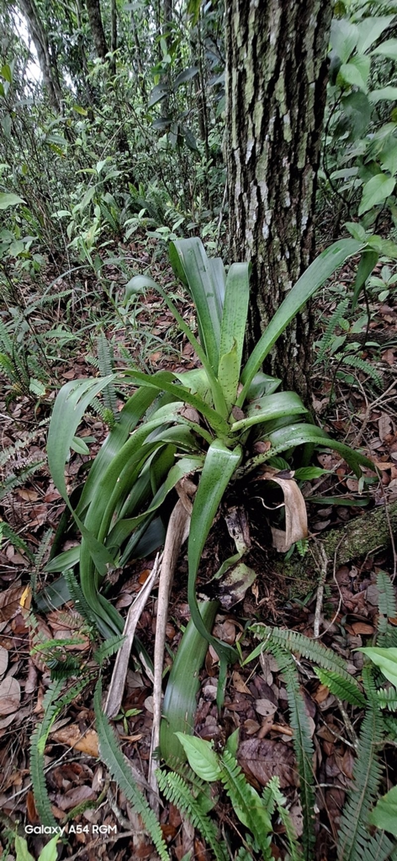 Werauhia maculata photo 4