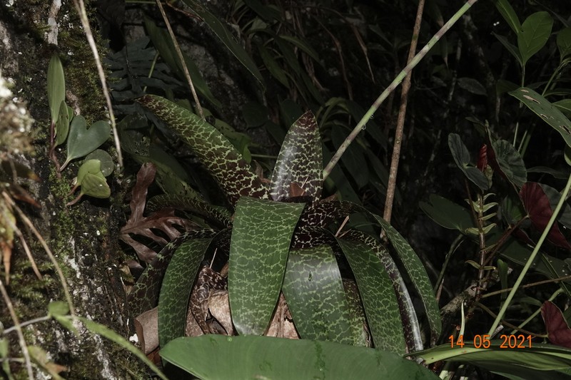 Werauhia maculata photo 5
