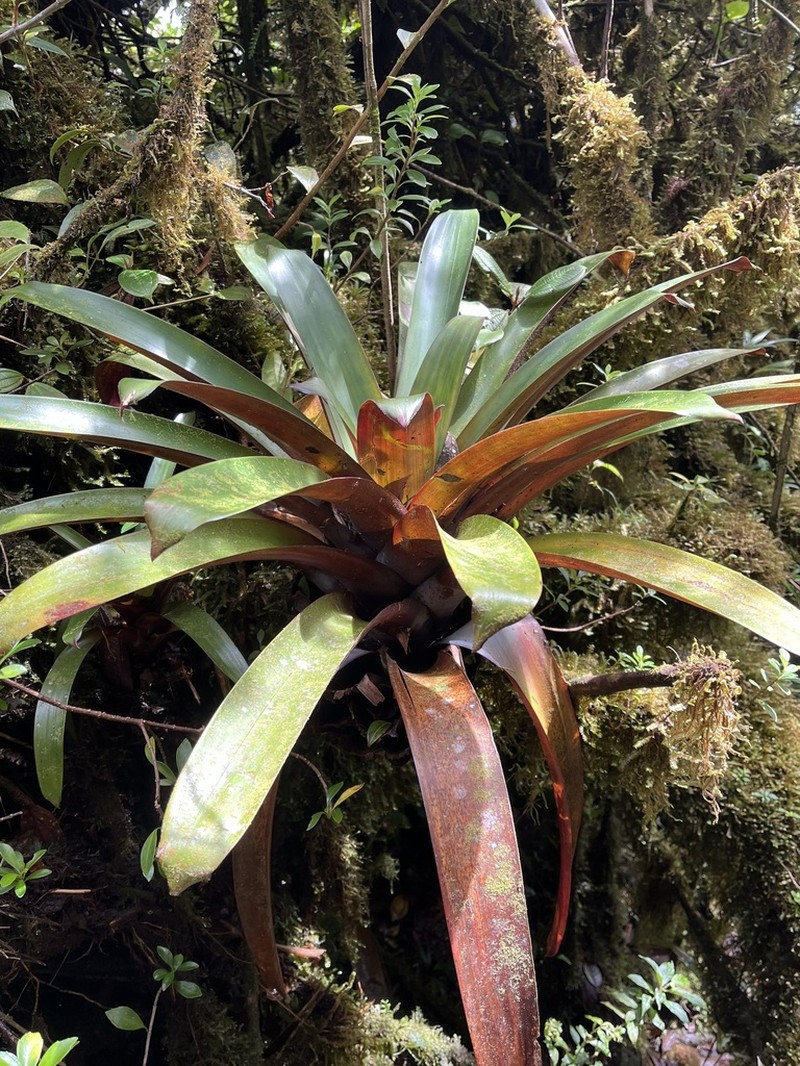 Werauhia oenophylla