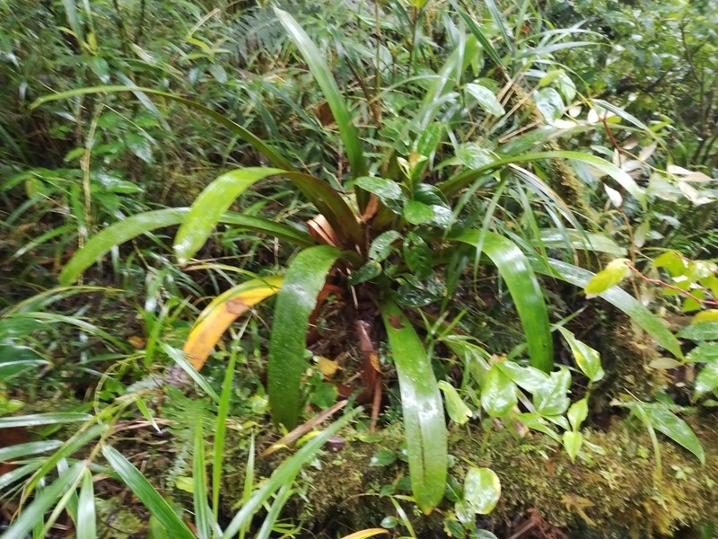 Werauhia oenophylla photo 2