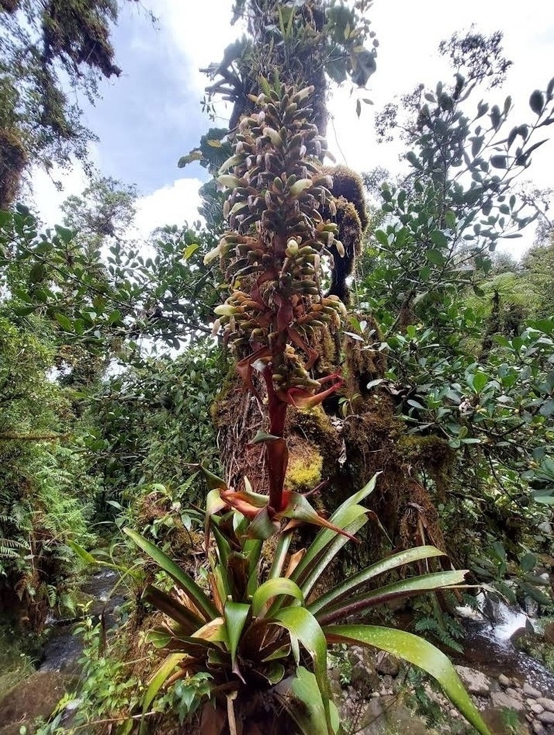 Werauhia oenophylla photo 3